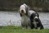 BEARDED COLLIE 289